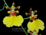 Oncidium Gower Ramsey 'TOW' – Floriferous