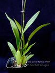 Oncidium Gower Ramsey 'TOW' – Floriferous
