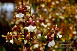 Oncidium Heaven Scent 'Redolence' – Chocolate fragrance!