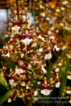 Oncidium Heaven Scent 'Redolence' – Chocolate fragrance!