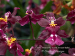 Onc. Heaven Scent 'Sweet Baby' – Chocolate Fragrance