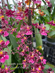 Onc. Heaven Scent 'Sweet Baby' – Chocolate Fragrance