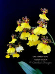 Oncidium Jiuhbao Gold 'Tainan' AM/AOS – Incredible Large Flowers
