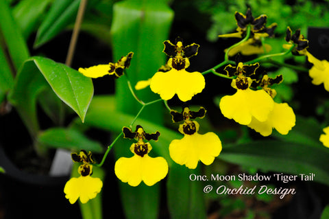 Gomesa (Oncidium) Moon Shadow 'Tiger Tail' – Blooming Size