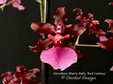 Oncidium Sharry Baby 'Red Fantasy' – Chocolate fragrance!