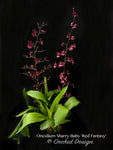 Oncidium Sharry Baby 'Red Fantasy' – Chocolate fragrance!