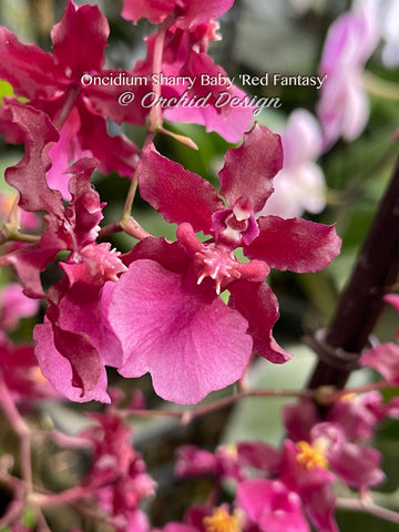 Oncidium Sharry Baby 'Red Fantasy' – Chocolate fragrance!
