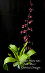 Oncidium Sharry Baby 'Red Fantasy' – Chocolate fragrance!