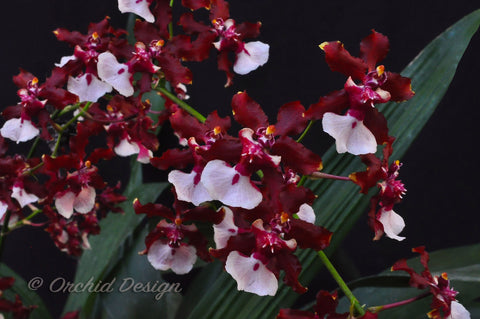 Oncidium Sharry Baby 'Sweet Fragrance' AM/AOS – Chocolate Fragrant! - Orchid Design