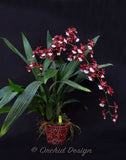 Oncidium Sharry Baby 'Sweet Fragrance' AM/AOS – Chocolate Fragrant! - Orchid Design