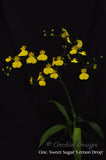 Oncidium Sweet Sugar 'Lemon Drop' – Yellow Dancing Lady Orchid - Orchid Design