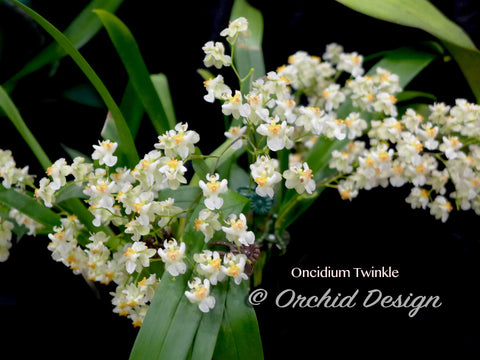 Oncidium Twinkle 'Fragrance Fantasy'