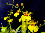 Oncidium Aloha Iwanaga - Orchid Design