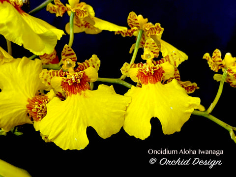 Oncidium Aloha Iwanaga - Orchid Design