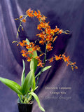 Oncostele Catatante 'Orange Kiss' – Floriferous - Orchid Design
