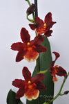 Oncostele Hilo Firecracker 'New Year' - Orchid Design