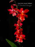 Oncostelopsis Fran's Jewels 'Brilliant' Red