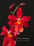 Oncostelopsis Fran's Jewels 'Brilliant' Red