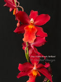 Oncostelopsis Fran's Jewels 'Brilliant' Red