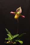 Paphiopedilum acmodontum – Rare Species - Orchid Design