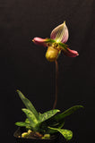 Paphiopedilum acmodontum – Rare Species - Orchid Design
