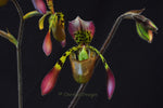 Paphiopedilum haynaldianum – Multiple Flowers – Species - Orchid Design