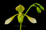 Paphiopedilum Toni Semple Flavum – Rare Alba form - Orchid Design