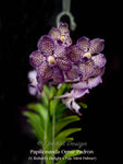 Papilionanda Omar Padron (V. Robert's Delight x Pda. Mimi Palmer) – Sweet Fragrant! - Orchid Design