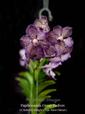 Papilionanda Omar Padron (V. Robert's Delight x Pda. Mimi Palmer) – Sweet Fragrant! - Orchid Design