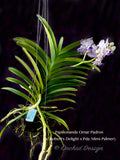 Papilionanda Omar Padron (V. Robert's Delight x Pda. Mimi Palmer) – Sweet Fragrant! - Orchid Design