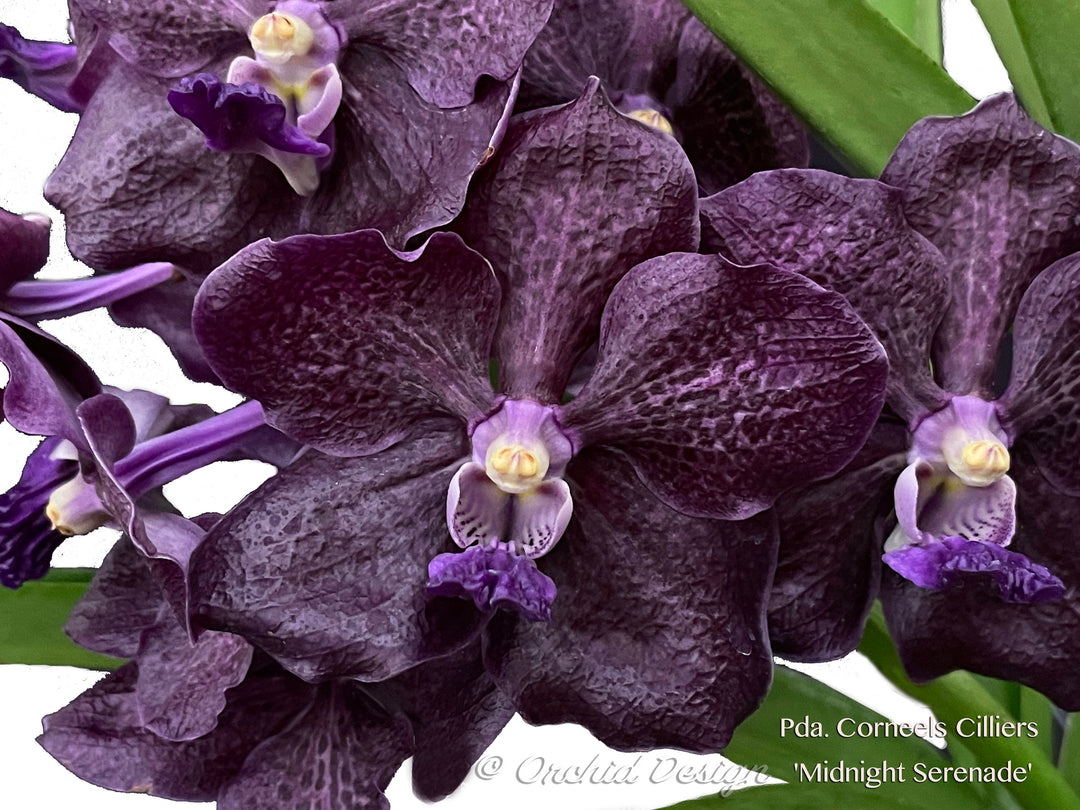 高い素材 Vanda – Tagged  その他