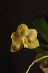 Phalaenopsis Chang Maw Jade – Amazing Fragrance! - Orchid Design