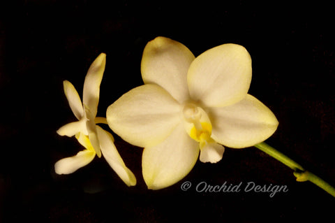 Phalaenopsis Chang Maw Jade – Amazing Fragrance! - Orchid Design