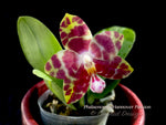 Phalaenopsis Hannover Passion – Fragrant - Orchid Design