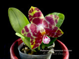 Phalaenopsis Hannover Passion – Fragrant - Orchid Design