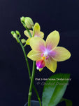 Phalaenopsis I-Hsin Venus 'Dotlyn Levy' – Lemonade Fragrant!
