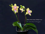 Phalaenopsis I-Hsin Venus 'Dotlyn Levy' – Lemonade Fragrant!