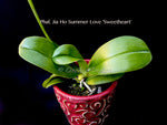 Phalaenopsis Jia Ho Summer Love 'Sweetheart', Fragrant