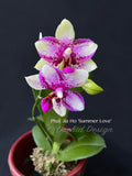 Phalaenopsis Jia Ho Summer Love 'Sweetheart', Fragrant