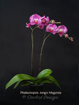 Phalaenopsis Jungo Magenta – Splash petals!