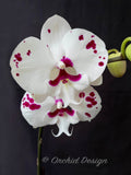 Phalaenopsis Red Pearl Big Lip - Orchid Design