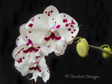 Phalaenopsis Red Pearl Big Lip - Orchid Design