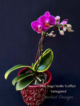 Phalaenopsis Sogo Yenlin 'Coffee' – mini Purple Variegated Leaves