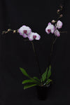 Phalaenopsis Tinny Honey 'Lightening' – Very Showy - Orchid Design