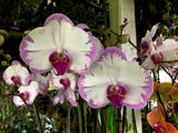 Phalaenopsis Tinny Honey 'Lightening' – Very Showy - Orchid Design