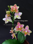 Phalaenopsis Tzu Chiang Balm – Brilliant pink fragrant!