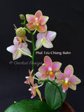 Phalaenopsis Tzu Chiang Balm – Brilliant pink fragrant!