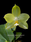 Phalaenopsis Yaphon Evergreen 'Wilson' – Fragrant! - Orchid Design