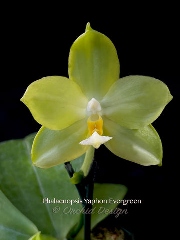 Phalaenopsis Yaphon Evergreen 'Wilson' – Fragrant! - Orchid Design