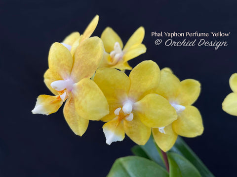 Phalaenopsis Yaphon Perfume 'Yellow' – Jasmine fragrant!